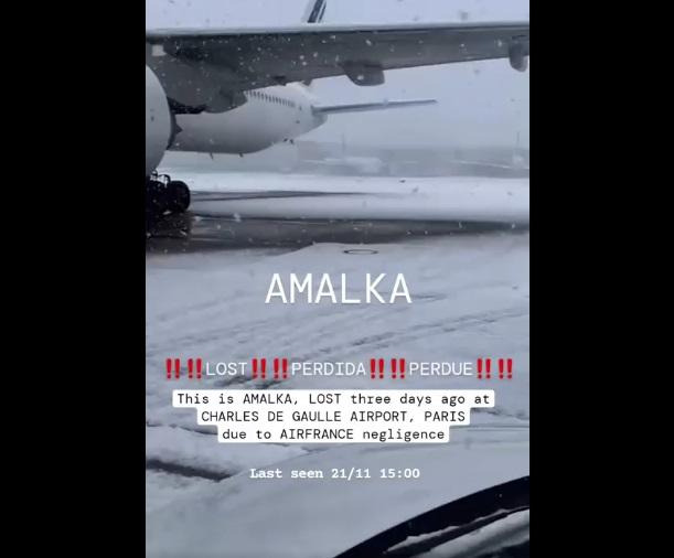 有民眾拍到狗狗在機場雪地上跑來跑去。(互聯網)