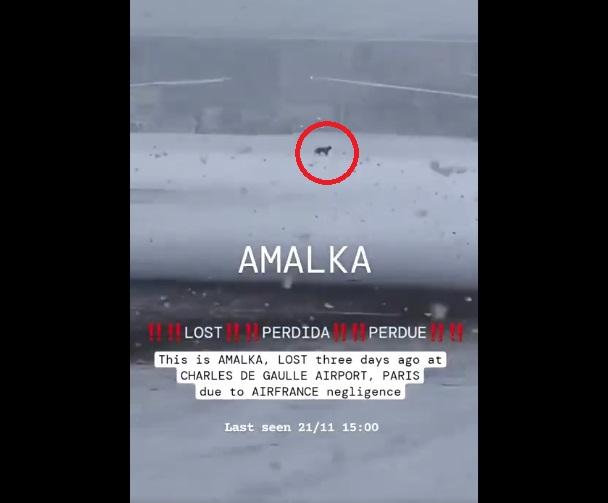 有民眾拍到狗狗在機場雪地上跑來跑去。(互聯網)