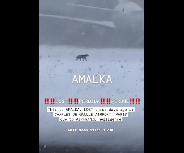 有民眾拍到狗狗在機場雪地上跑來跑去。(互聯網)