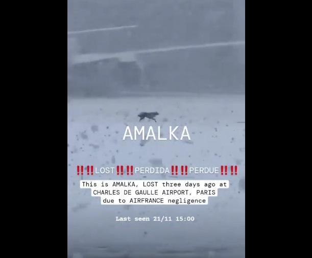 有民眾拍到狗狗在機場雪地上跑來跑去。(互聯網)