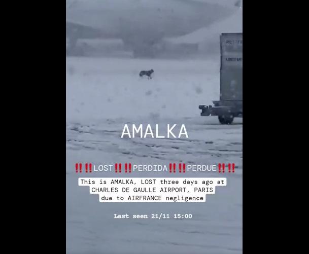 有民眾拍到狗狗在機場雪地上跑來跑去。(互聯網)