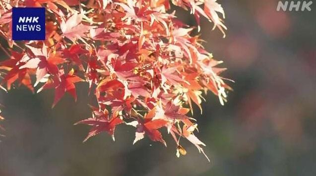 東京皇居乾通兩旁的紅葉。(互聯網)