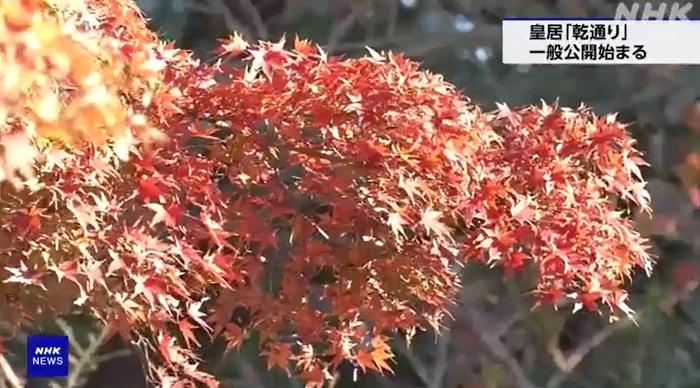 東京皇居乾通部分樹轉紅。(互聯網)