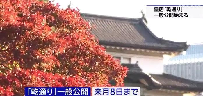 東京皇居乾通部分樹轉紅。(互聯網)