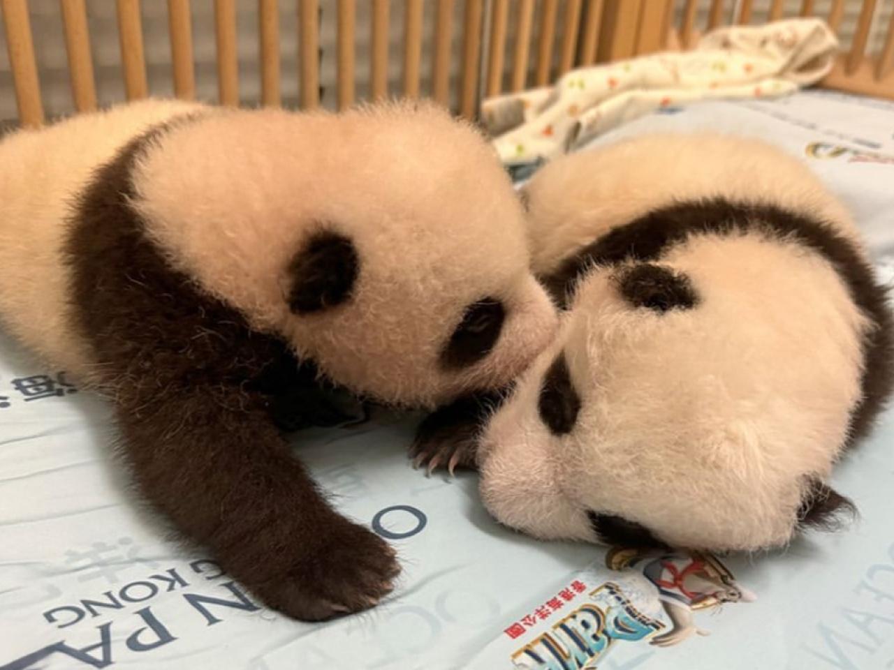 羅淑佩預計大熊貓龍鳳胎能在農曆新年前後也能亮相。(海洋公園提供)