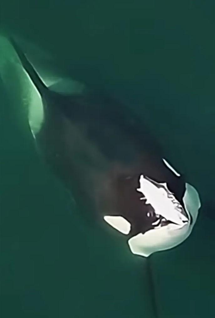 攝影師在皮熱海灣拍攝到殺人鯨頭上頂著三文魚屍體,行為怪異。(互聯網)