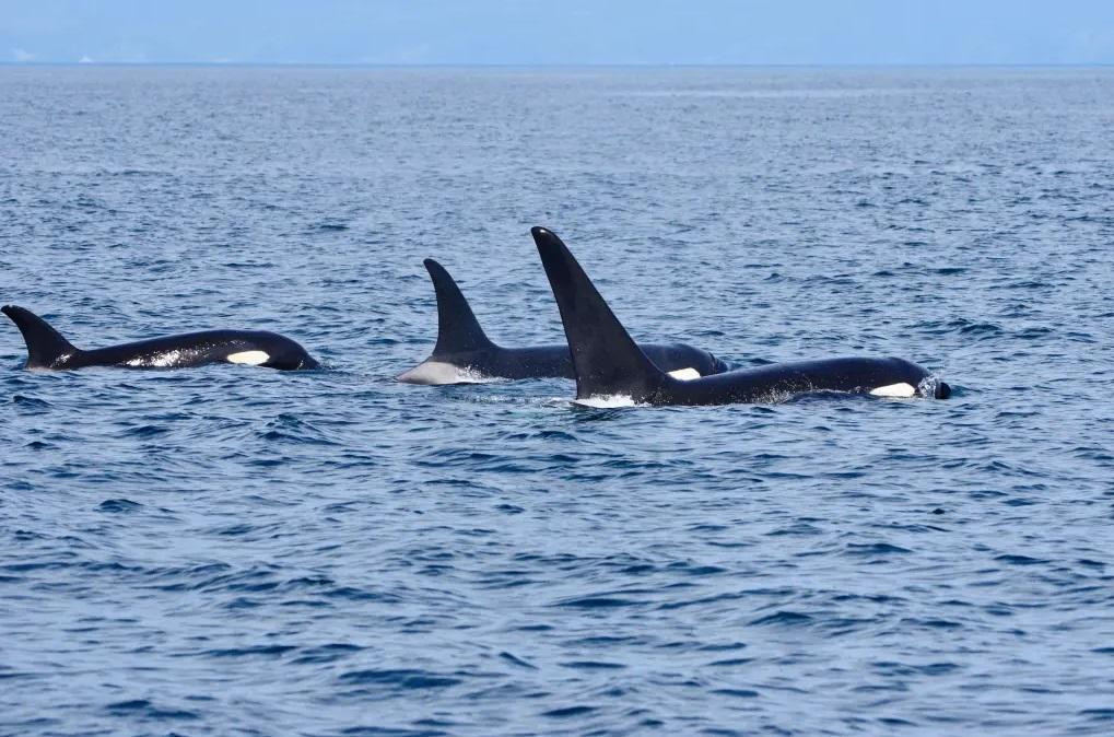 殺人鯨群。(互聯網)