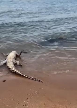 鱷魚在海邊反肚。(互聯網)
