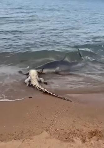鯊魚撲上水面,咬住鱷魚頭部。(互聯網)