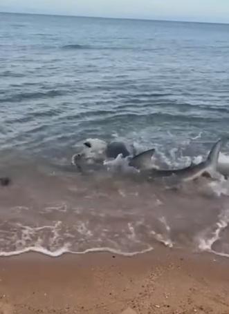 鯊魚狂咬鱷魚頭部。(互聯網)