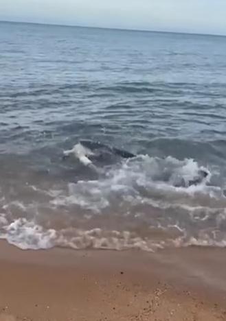 鯊魚將鱷魚拖進水裡。(互聯網)