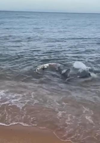 鯊魚將鱷魚拖進水裡。(互聯網)