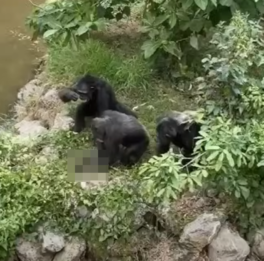 在台灣高雄,周三(1日)有民眾目擊一隻野生台灣獼猴誤闖壽山動物園的黑猩猩園區,黑猩猩們受到驚嚇,獼猴遭圍毆攻擊致死。(中天新聞截圖)