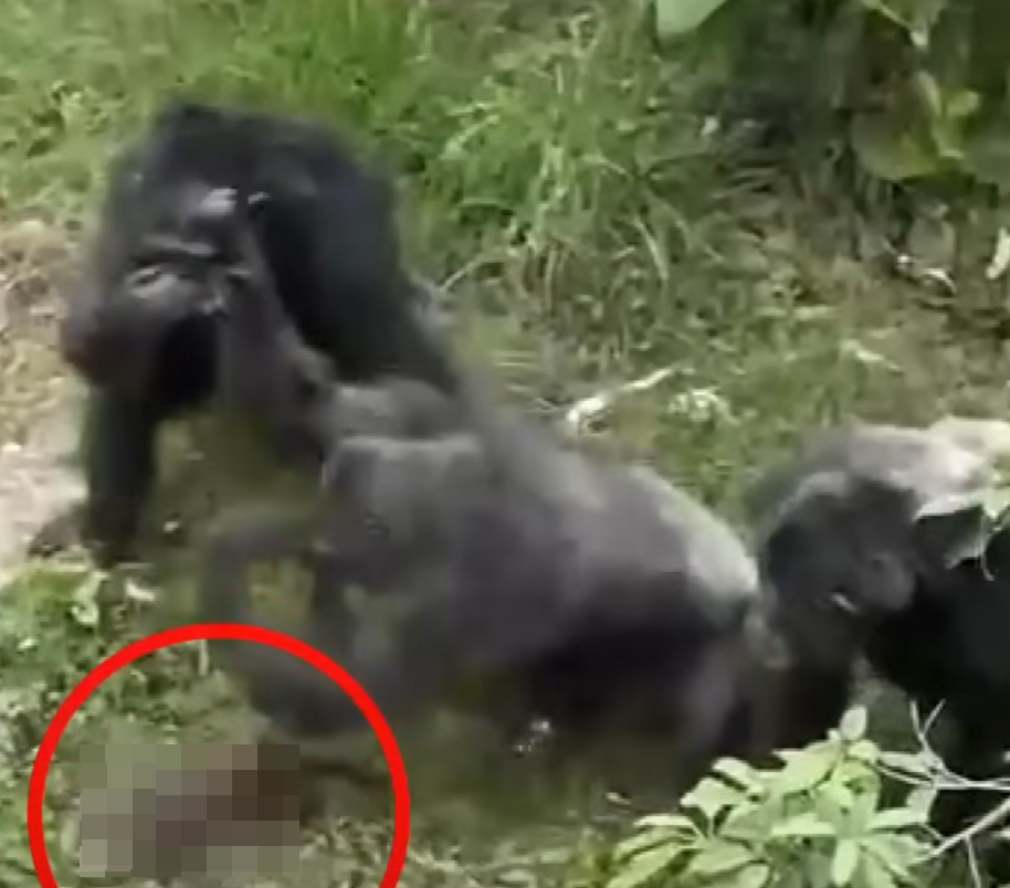 在台灣高雄,周三(1日)有民眾目擊一隻野生台灣獼猴誤闖壽山動物園的黑猩猩園區,黑猩猩們受到驚嚇,獼猴遭圍毆攻擊致死。(中天新聞截圖)