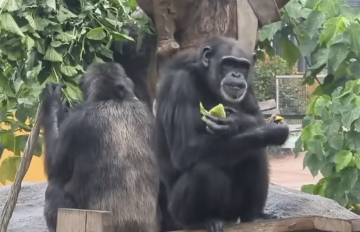 園方解釋,黑猩猩有強烈的領域性及群體打獵的本能反應,再加上牠們家族性團結氛圍較強、社會性較好,當發現有外來物入侵,害怕對家族造成威脅,就會想辦法移除、發動攻擊(中天新聞截圖)