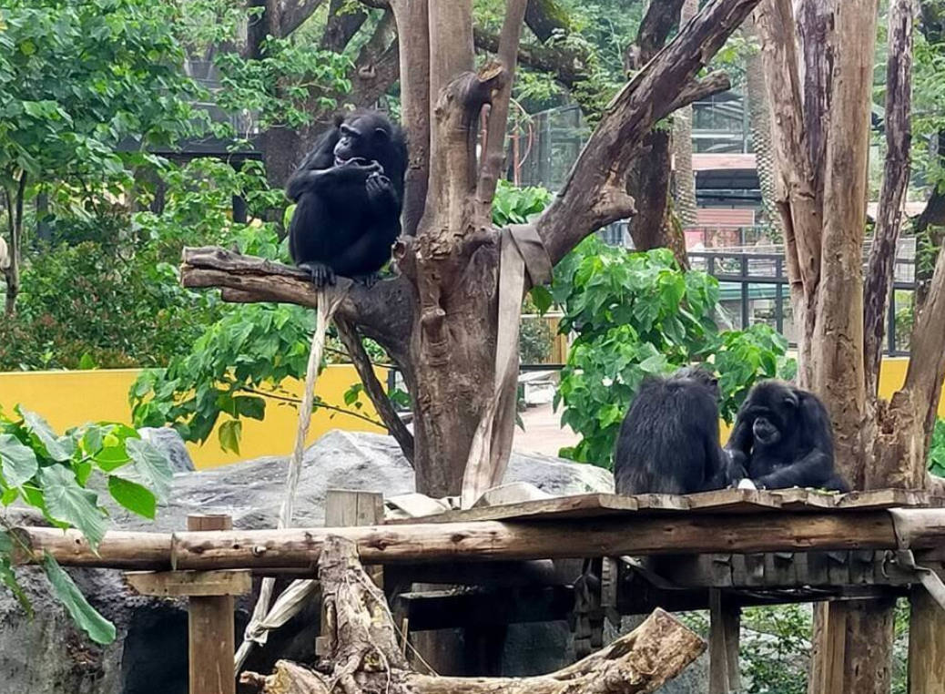 園方解釋,黑猩猩有強烈的領域性及群體打獵的本能反應,再加上牠們家族性團結氛圍較強、社會性較好,當發現有外來物入侵,害怕對家族造成威脅,就會想辦法移除、發動攻擊(高雄市觀光局)