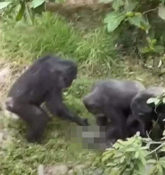 在台灣高雄,周三(1日)有民眾目擊一隻野生台灣獼猴誤闖壽山動物園的黑猩猩園區,黑猩猩們受到驚嚇,獼猴遭圍毆攻擊致死。(中天新聞截圖)