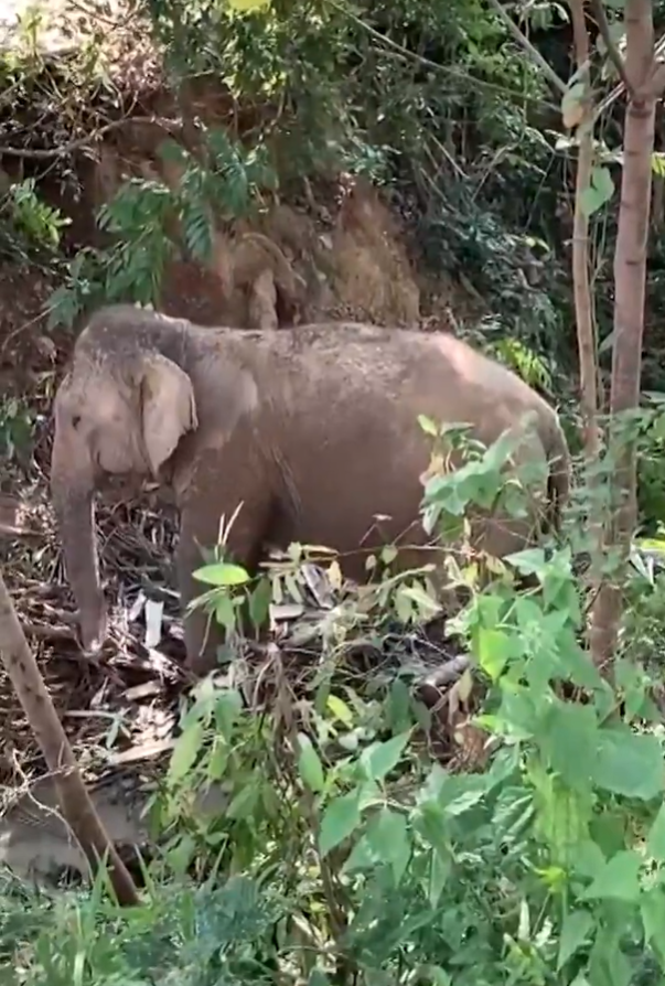 涉事的大象保護區。(互聯網)