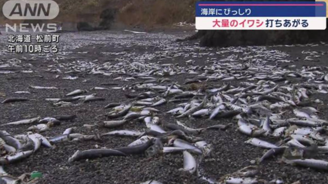 北海道松前町海岸發現大量沙甸魚屍。(互聯網)