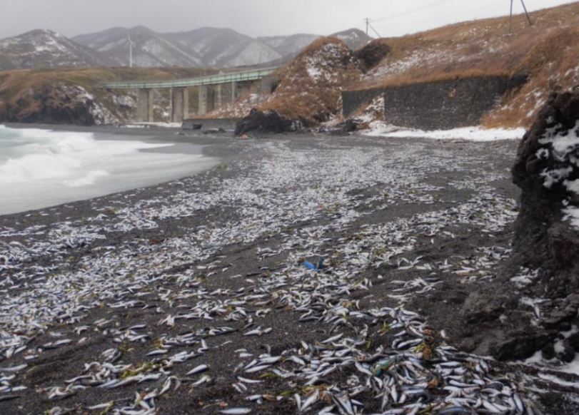 北海道松前町海岸發現大量沙甸魚屍。(互聯網)
