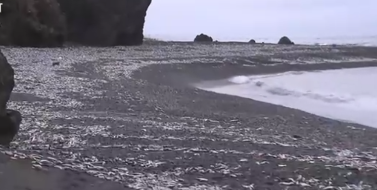 北海道松前町海岸發現大量沙甸魚屍。(互聯網)