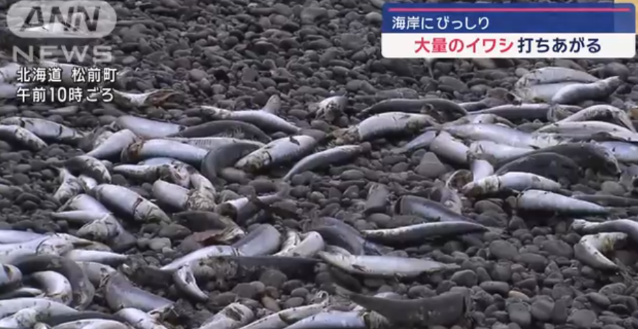 北海道松前町海岸發現大量沙甸魚屍。(互聯網)