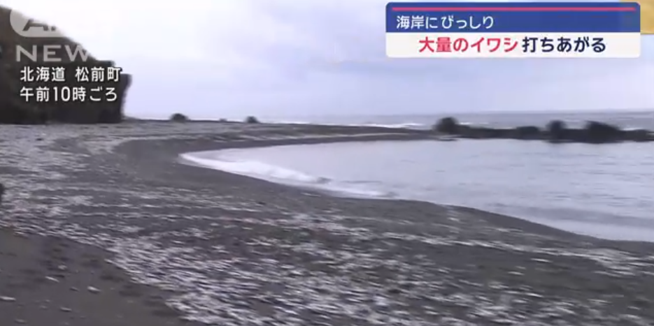 北海道松前町海岸發現大量沙甸魚屍。(互聯網)