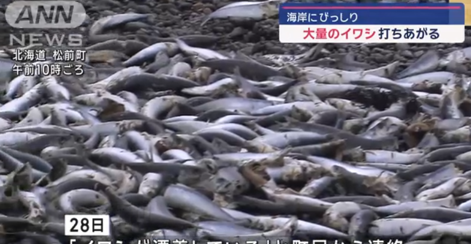 北海道松前町海岸發現大量沙甸魚屍。(互聯網)