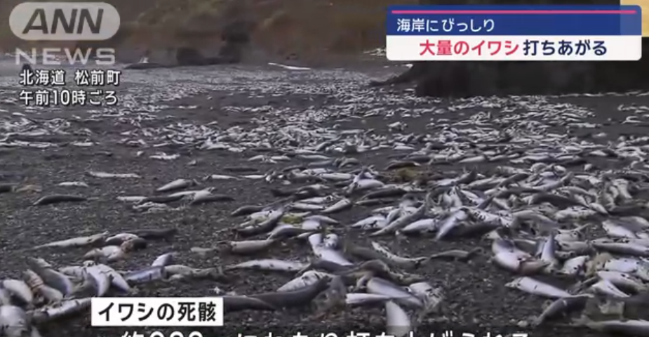 北海道松前町海岸發現大量沙甸魚屍。(互聯網)