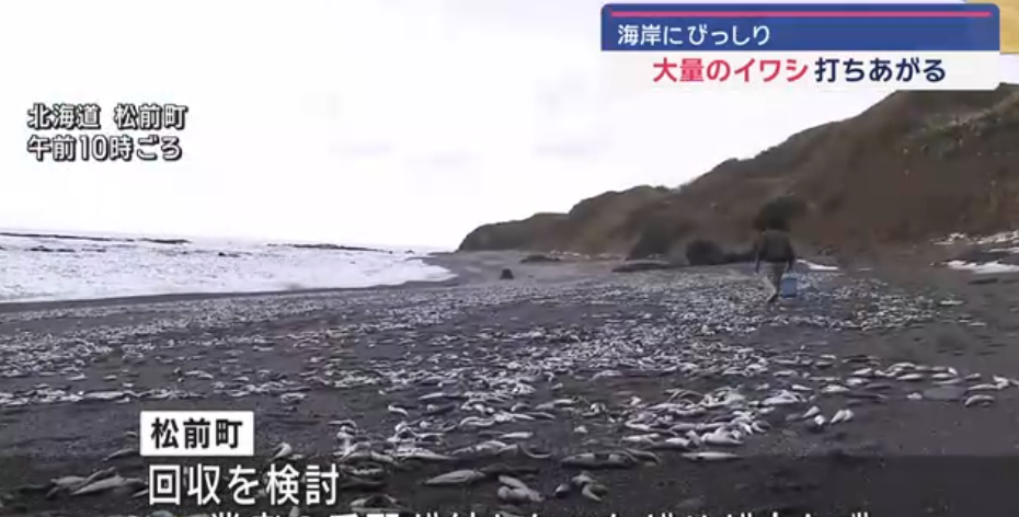 北海道松前町海岸發現大量沙甸魚屍。(互聯網)
