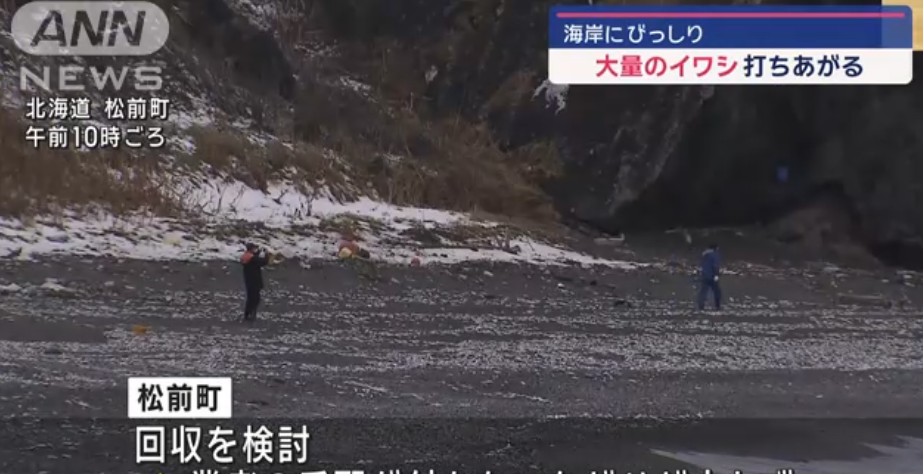 北海道松前町海岸發現大量沙甸魚屍。(互聯網)