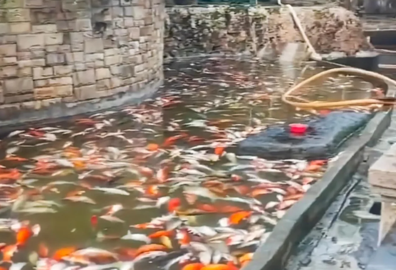 重慶觀音橋步行街的觀賞魚近日疑遭投毒,一夜之間出現大量死亡,死魚裝滿30多個麻袋。(小紅書)