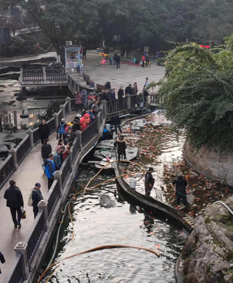 重慶觀音橋步行街的觀賞魚近日疑遭投毒,一夜之間出現大量死亡,死魚裝滿30多個麻袋。(小紅書)