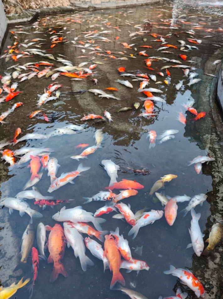 重慶觀音橋步行街的觀賞魚近日疑遭投毒,一夜之間出現大量死亡,死魚裝滿30多個麻袋。(小紅書)