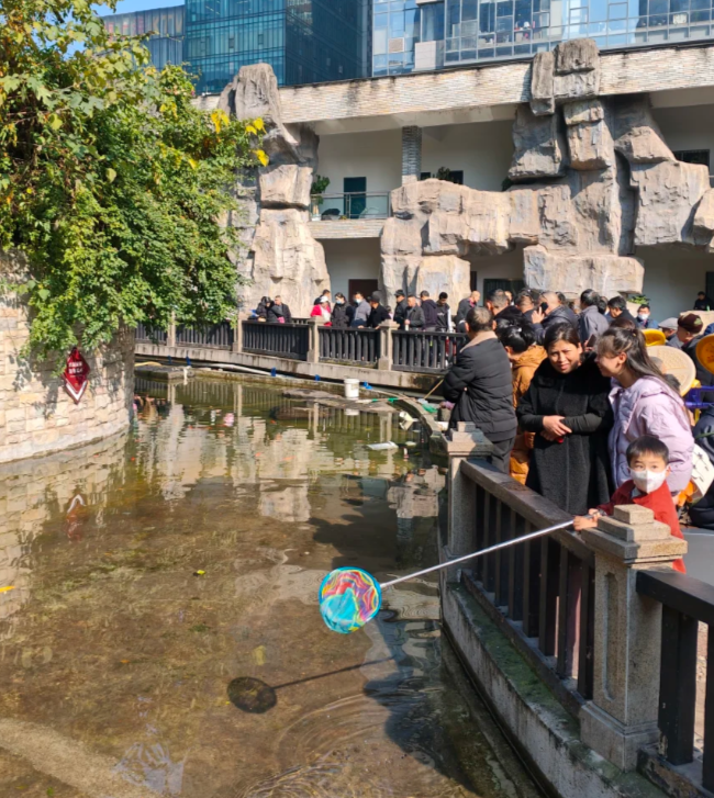 重慶觀音橋步行街的觀賞魚近日疑遭投毒,一夜之間出現大量死亡,死魚裝滿30多個麻袋。(小紅書)