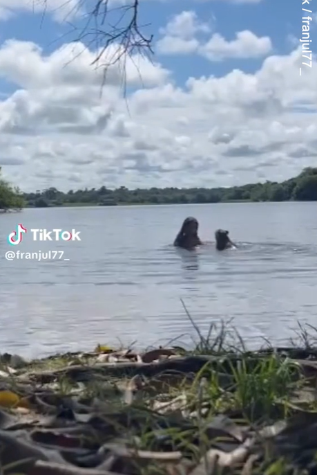 水豚咬人。(互聯網)