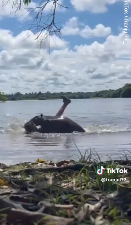 水豚咬人。(互聯網)