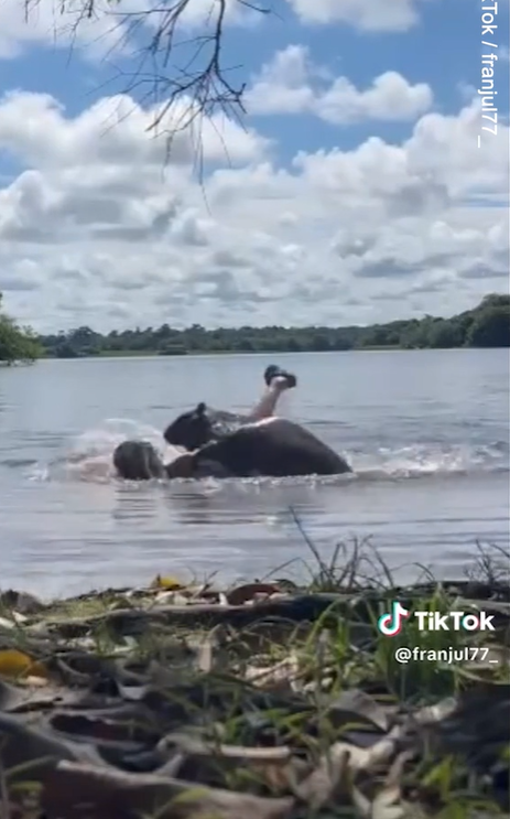水豚咬人。(互聯網)