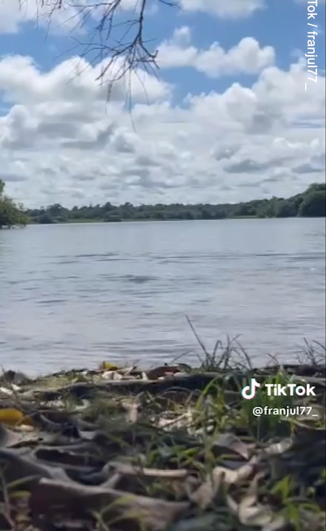 水豚咬人。(互聯網)