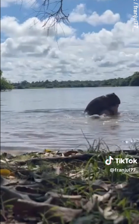 水豚咬人。(互聯網)