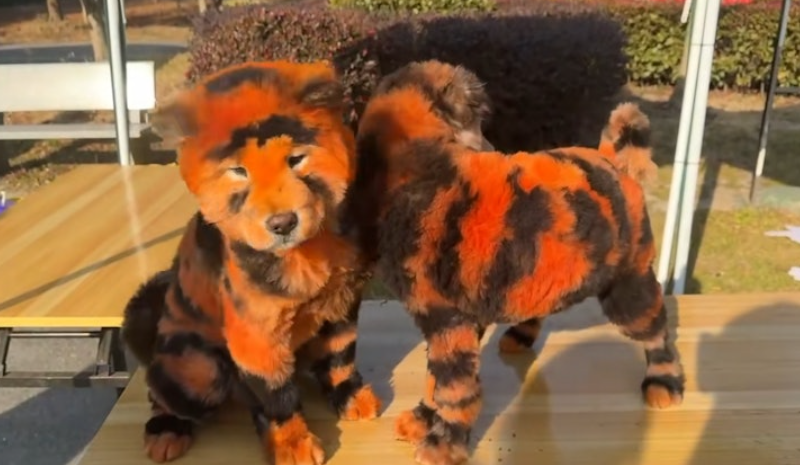 溱湖灣森林動物王國的抖音直播,畫面竟出現兩隻被染成「老虎」的鬆獅狗在圍欄內跑來跑去。(抖音)