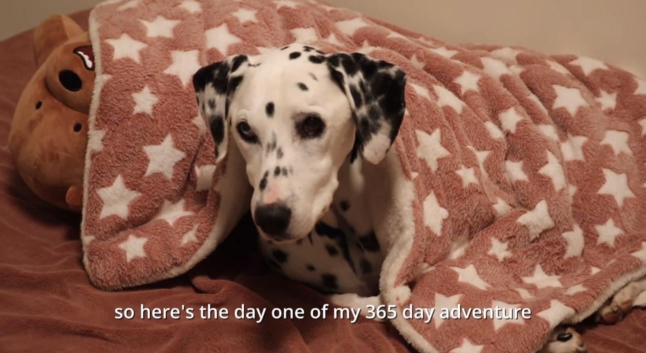 Leo上月呈中毒徵狀,中樞神經懷疑受損,頭部會不受控制地偏向右邊,右邊身體功能也出現失常。