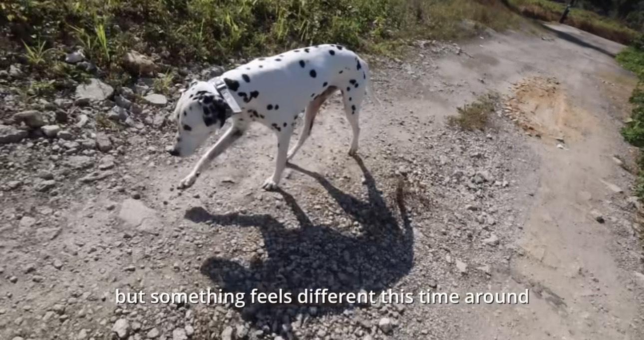 Leo 相當醒目精靈,更不時跟謝嘉怡外出散步。