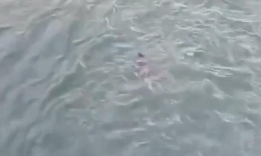 Singh跳下在水面擊出巨大水花後,便漂在水面沒有動靜,疑似被水面撞擊拍暈。(X)