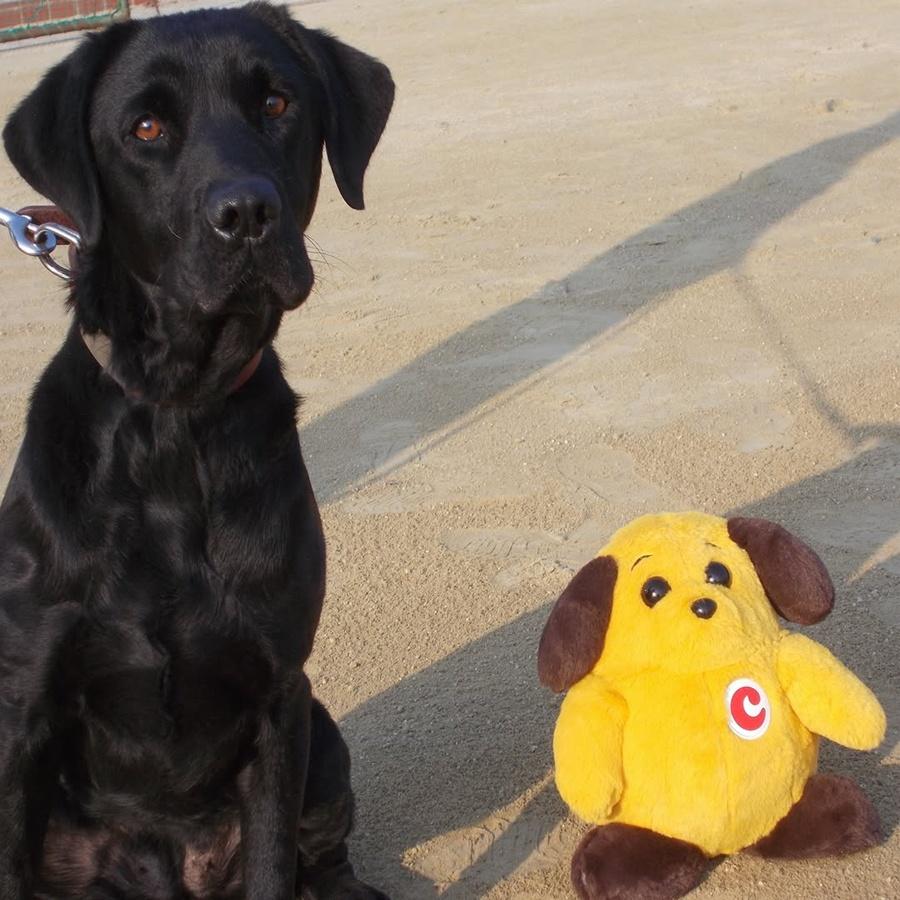 「海關君」誕生於 1993 年,以海關工作的緝毒犬為原型。(IG)