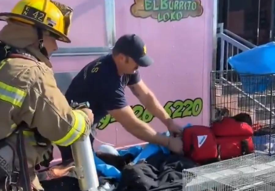 消防員還為一隻烏龜與瀕死的小狗進行心肺復甦術,將牠們救回。(X)