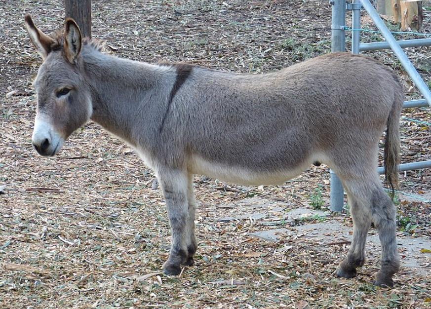 《史力加》驢仔原型加州迷你驢Perry。(X)