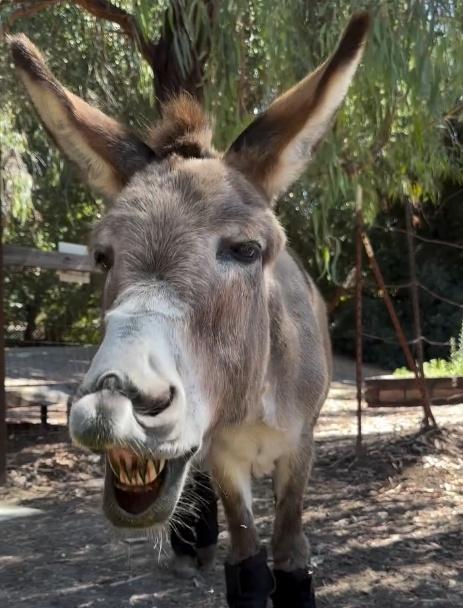 《史力加》驢仔原型加州迷你驢Perry。(IG)