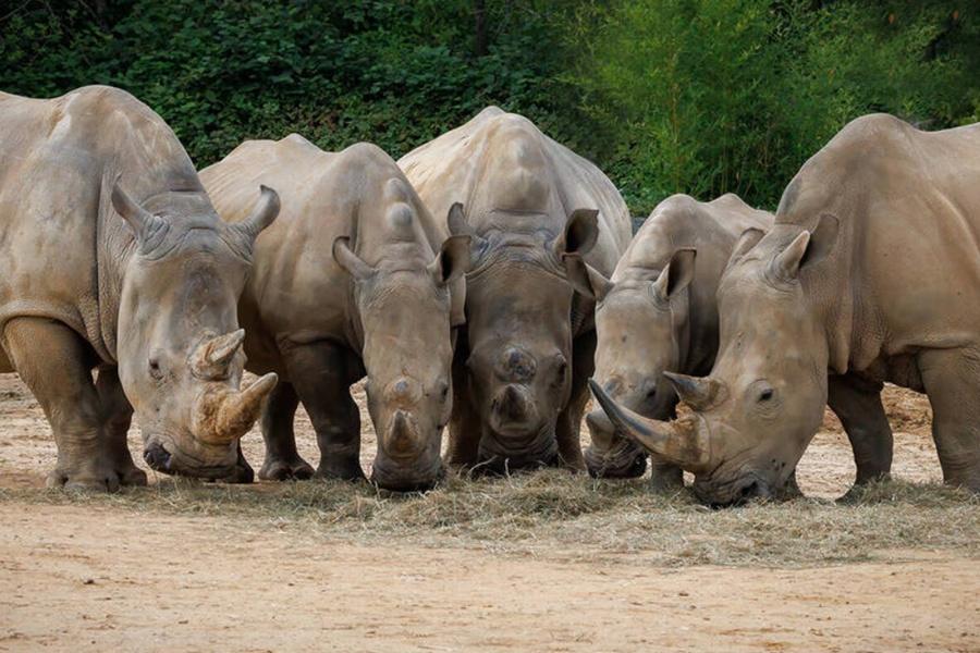 動物園犀牛群。(FB)