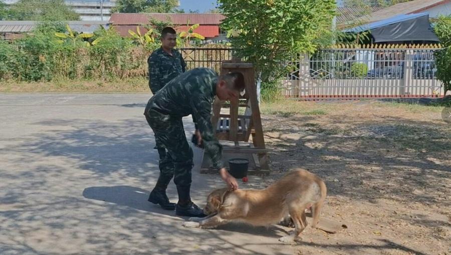 Talaengjit指,這個土製炸彈體積約網球大小,極像普通小球,因此不會責怪Latte將它帶回來。(X)